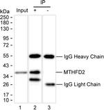 MTHFD2 Antibody in Immunoprecipitation (IP)