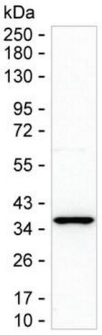 MTHFD2 Antibody in Western Blot (WB)