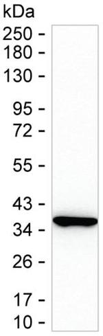 MTHFD2 Antibody in Western Blot (WB)