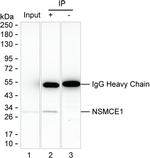 NSMCE1 Antibody in Immunoprecipitation (IP)