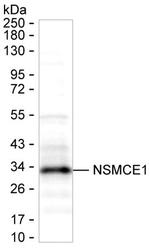 NSMCE1 Antibody in Western Blot (WB)