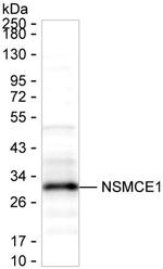 NSMCE1 Antibody in Western Blot (WB)