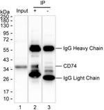 CD74 Antibody in Immunoprecipitation (IP)