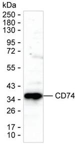 CD74 Antibody in Western Blot (WB)