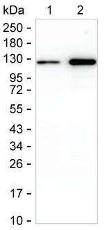 MDA5 Antibody in Western Blot (WB)