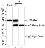 HSPA1A Antibody in Immunoprecipitation (IP)