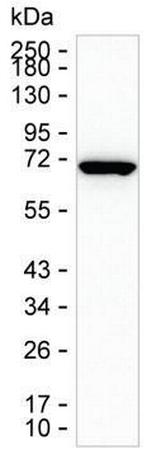 HSPA1A Antibody in Western Blot (WB)