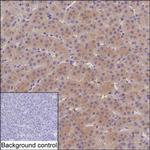 CMPK2 Antibody in Immunohistochemistry (Paraffin) (IHC (P))