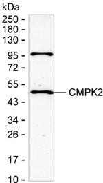 CMPK2 Antibody in Western Blot (WB)