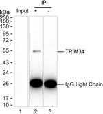 TRIM34 Antibody in Immunoprecipitation (IP)