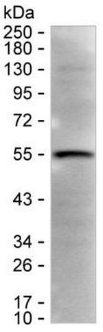 TRIM34 Antibody in Western Blot (WB)