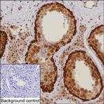 DNAJB6 Antibody in Immunohistochemistry (Paraffin) (IHC (P))