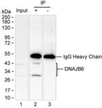 DNAJB6 Antibody in Immunoprecipitation (IP)