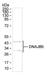 DNAJB6 Antibody in Western Blot (WB)