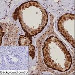 DNAJB6 Antibody in Immunohistochemistry (Paraffin) (IHC (P))