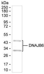 DNAJB6 Antibody in Western Blot (WB)