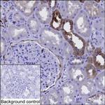 Annexin A3 Antibody in Immunohistochemistry (Paraffin) (IHC (P))