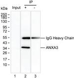 Annexin A3 Antibody in Immunoprecipitation (IP)