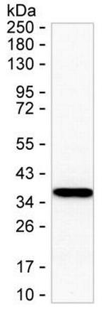 Annexin A3 Antibody in Western Blot (WB)