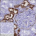 Annexin A3 Antibody in Immunohistochemistry (Paraffin) (IHC (P))