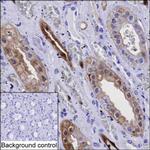 Annexin A3 Antibody in Immunohistochemistry (Paraffin) (IHC (P))