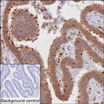 PKC delta Antibody in Immunohistochemistry (Paraffin) (IHC (P))