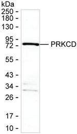 PKC delta Antibody in Western Blot (WB)