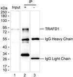 TRAFD1 Antibody in Immunoprecipitation (IP)