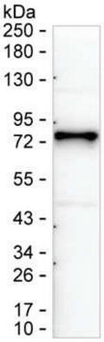 TRAFD1 Antibody in Western Blot (WB)