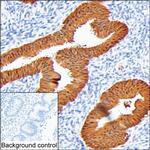 ALP Antibody in Immunohistochemistry (Paraffin) (IHC (P))