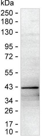 ALP Antibody in Western Blot (WB)