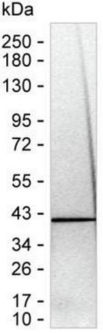 ALP Antibody in Western Blot (WB)