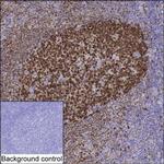 Lrmp Antibody in Immunohistochemistry (Paraffin) (IHC (P))