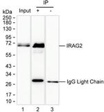 Lrmp Antibody in Immunoprecipitation (IP)