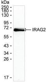 Lrmp Antibody in Western Blot (WB)