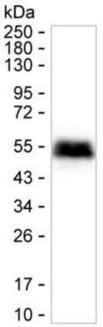 CD142 Antibody in Western Blot (WB)