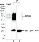 CD204 Antibody in Immunoprecipitation (IP)