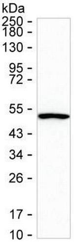 TRIM21 Antibody in Western Blot (WB)