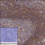 TRIM21 Antibody in Immunohistochemistry (Paraffin) (IHC (P))