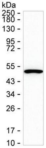 TRIM21 Antibody in Western Blot (WB)