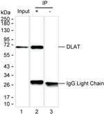 DLAT Antibody in Immunoprecipitation (IP)