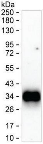 BTLA Antibody in Western Blot (WB)