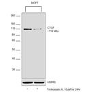 CTCF Antibody