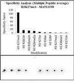 H3K27me3 Antibody in Peptide array (Array)