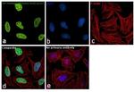 H3K27me3 Antibody in Immunocytochemistry (ICC/IF)