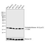 H3K27me3 Antibody in Western Blot (WB)