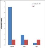 p53 Antibody in ChIP Assay (ChIP)