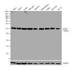 PCNA Antibody in Western Blot (WB)