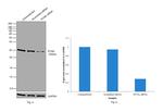 PCNA Antibody