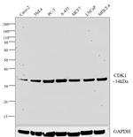 CDK1 Antibody in Western Blot (WB)